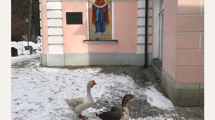 Экскурсия в храм Покрова Пресвятой Богородицы в Покровском-Стрешневе